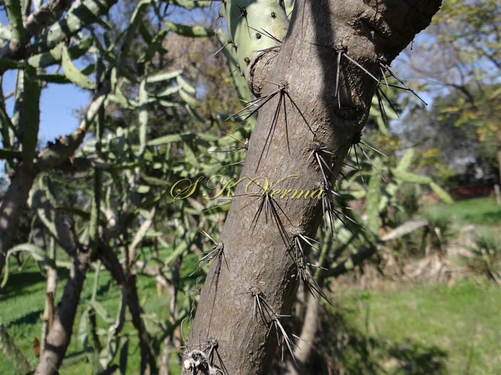  Plant Trunk-Areoles with many spines